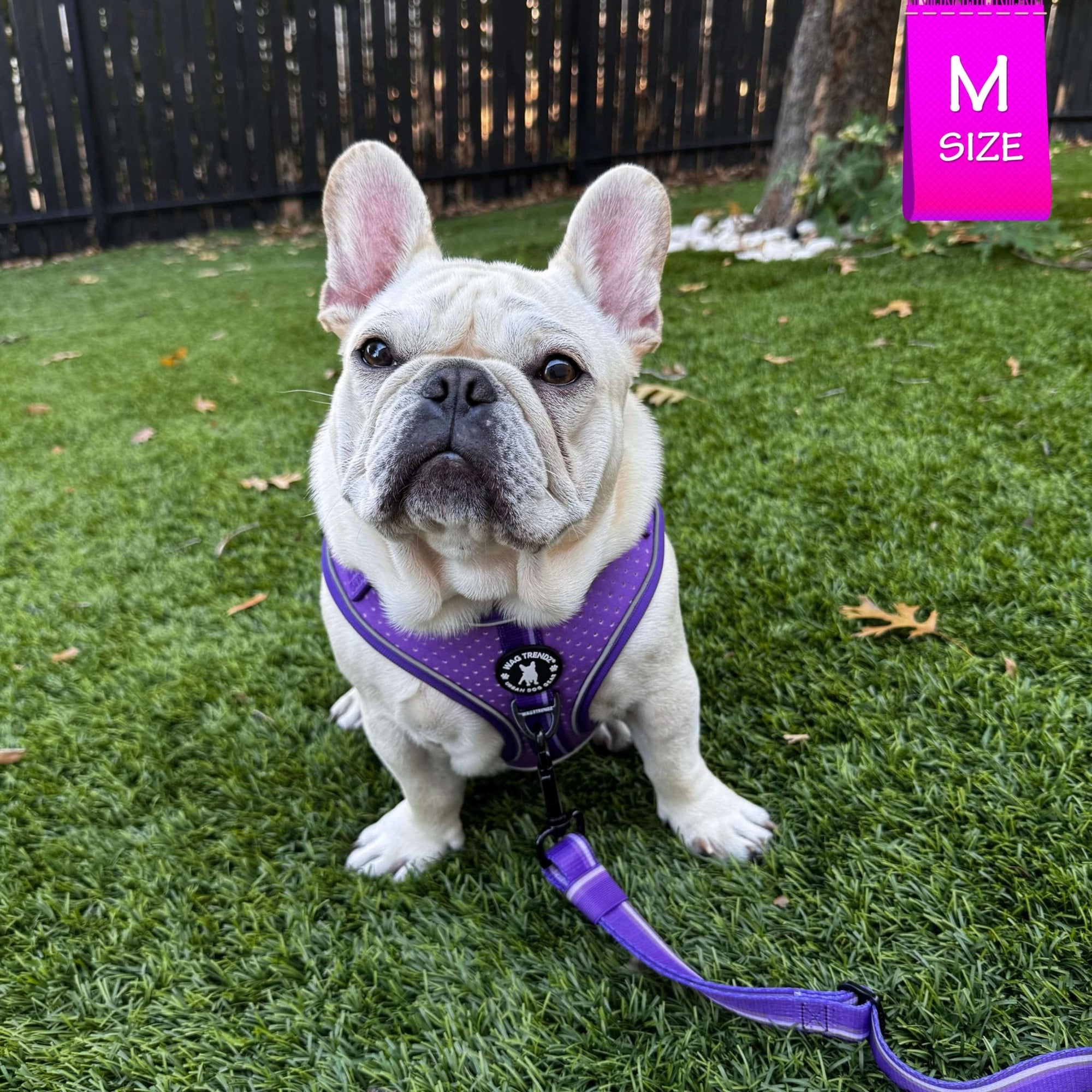 NeoCool Sport Dog Harness in Purple worn by French Bulldog Puppy with matching leash attached on grass with &#39;M Size&#39; label.