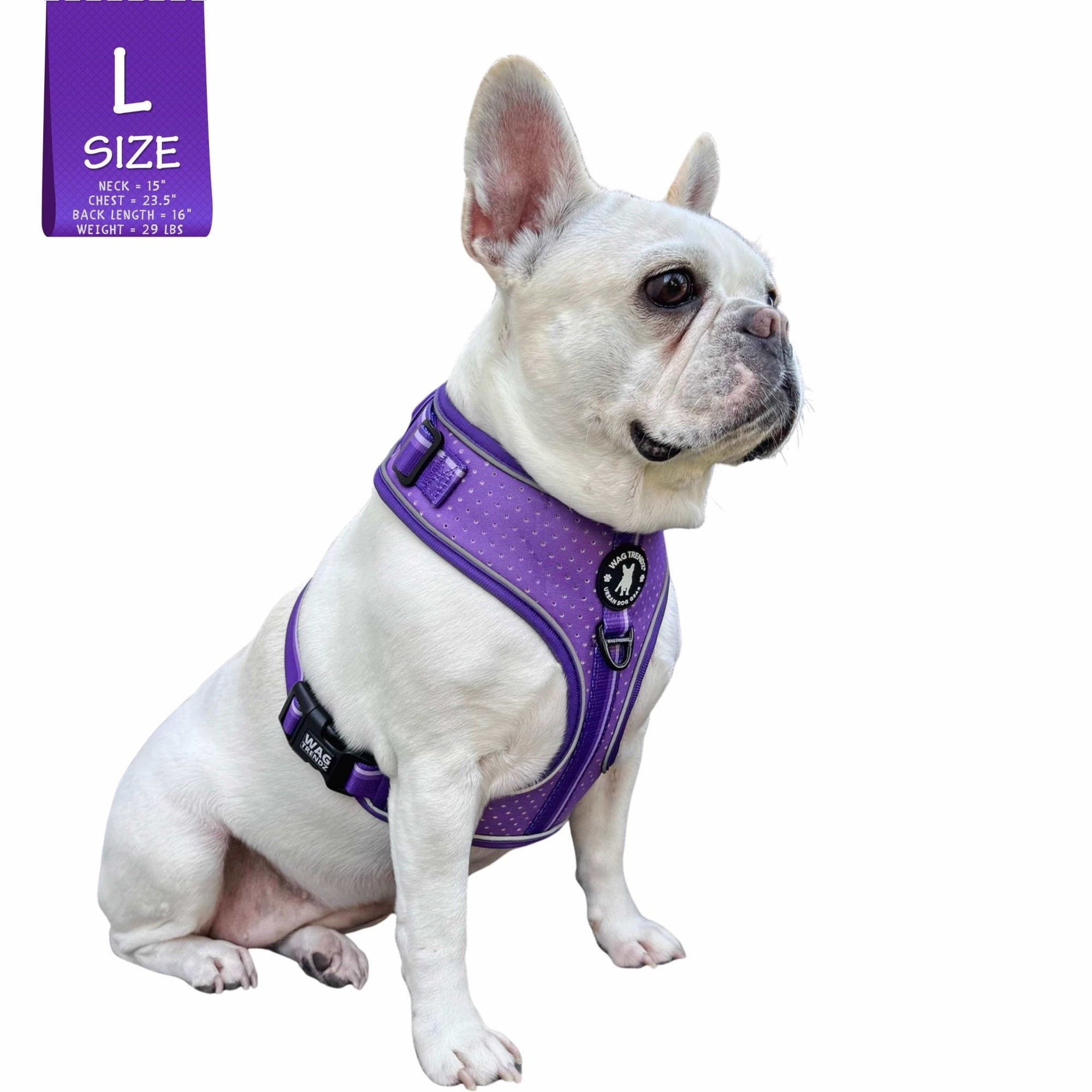 NeoCool Sport Dog Harness in Purple worn by French Bulldog with a L size label on a white background 
