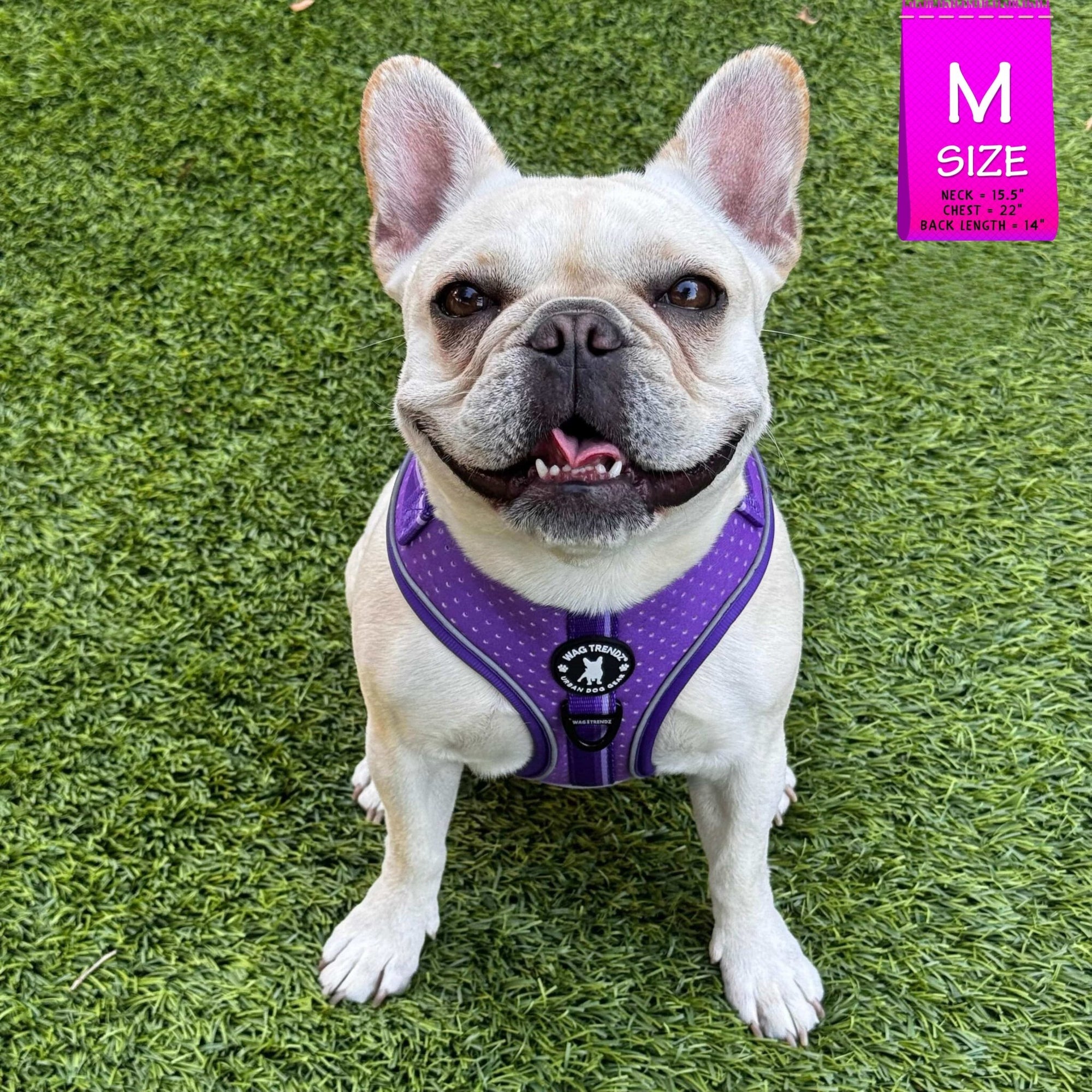 NeoCool Sport Dog Harness in Purple worn by French Bulldog on grassy background