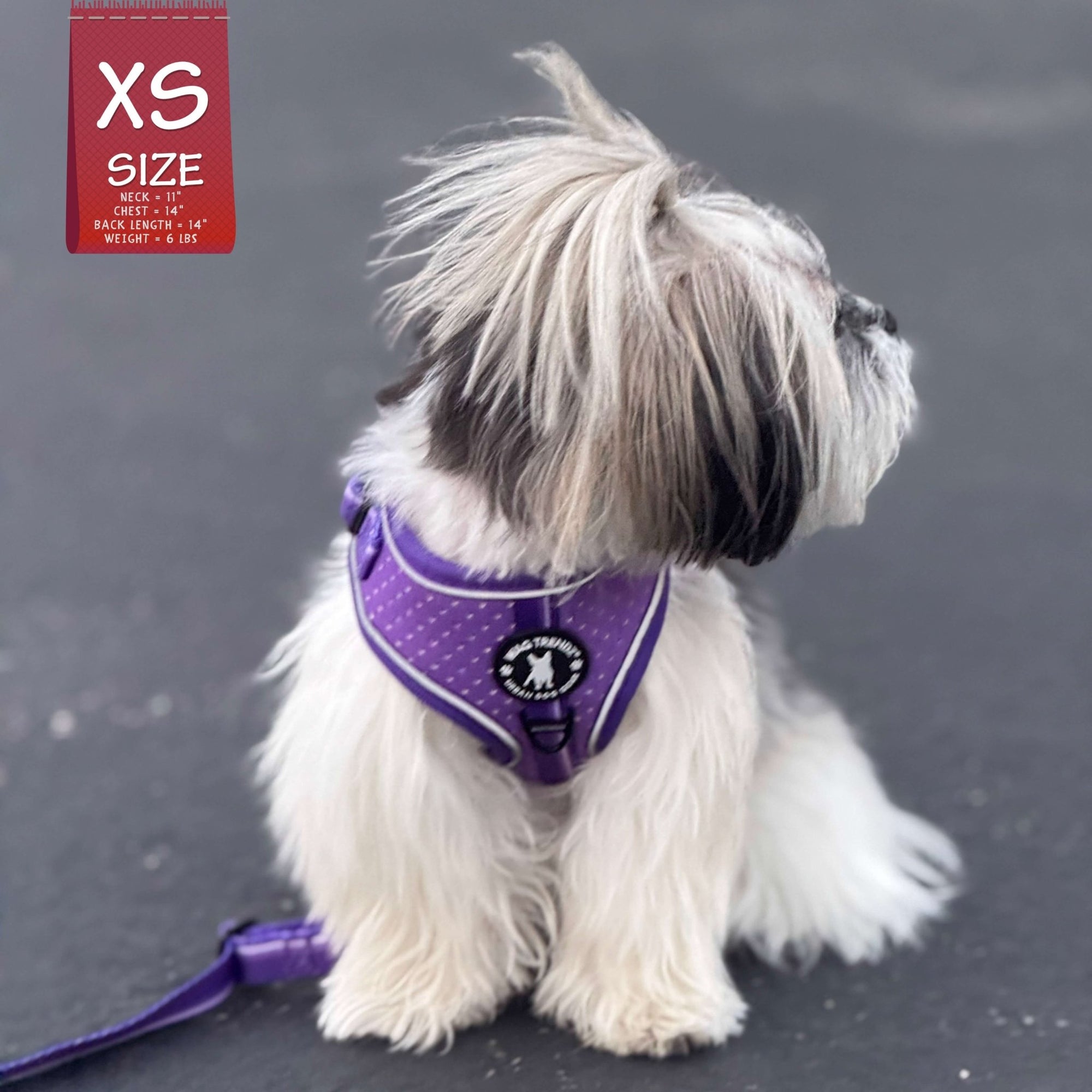 NeoCool Sport Dog Harness in Purple worn by a Small dog with an XS size label on a dark background