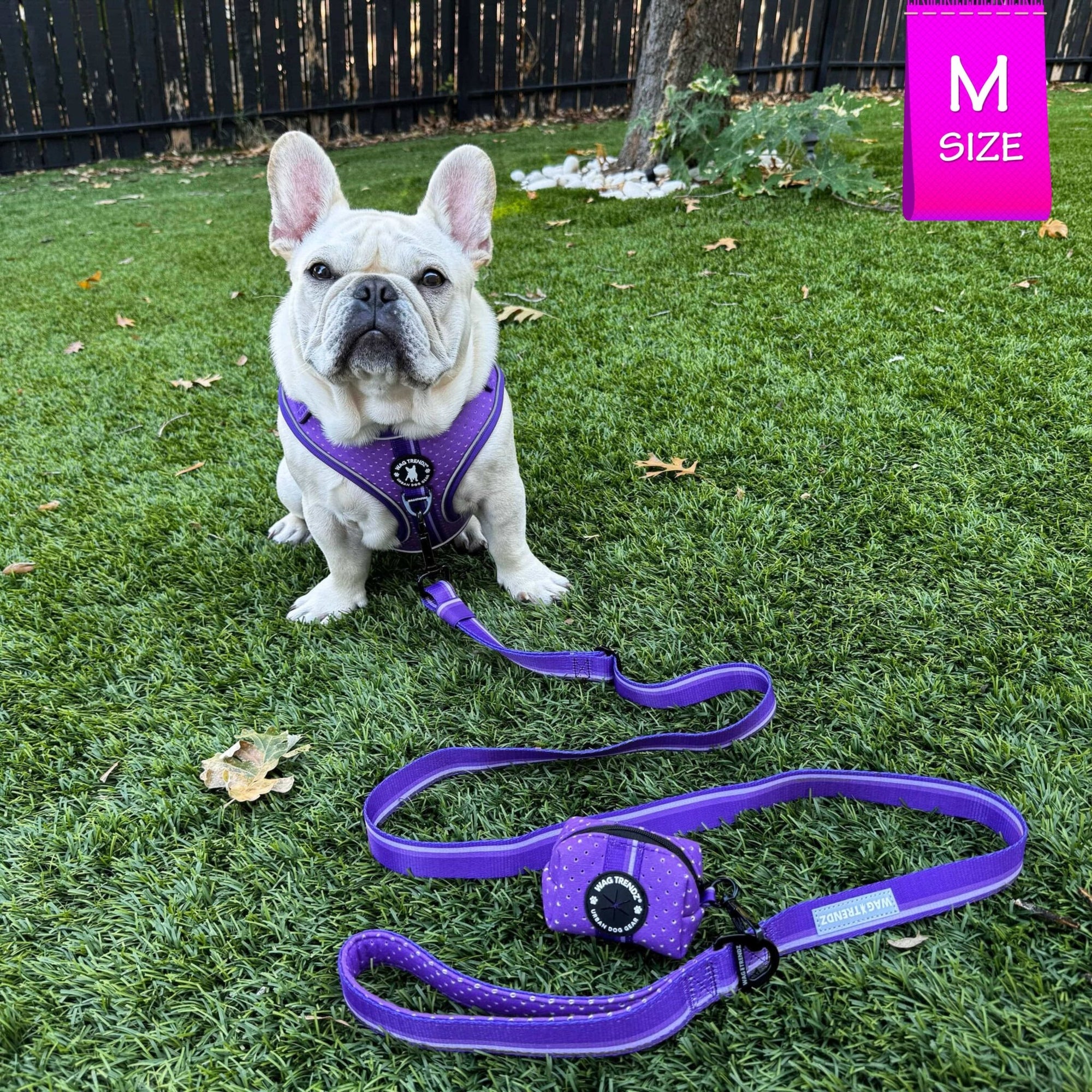 NeoCool Sport Dog Harness in Purple  worn by French Bulldog Puppy with matching leash setting on the grass