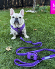 NeoCool Sport Dog Harness in Purple  worn by French Bulldog Puppy with matching leash setting on the grass