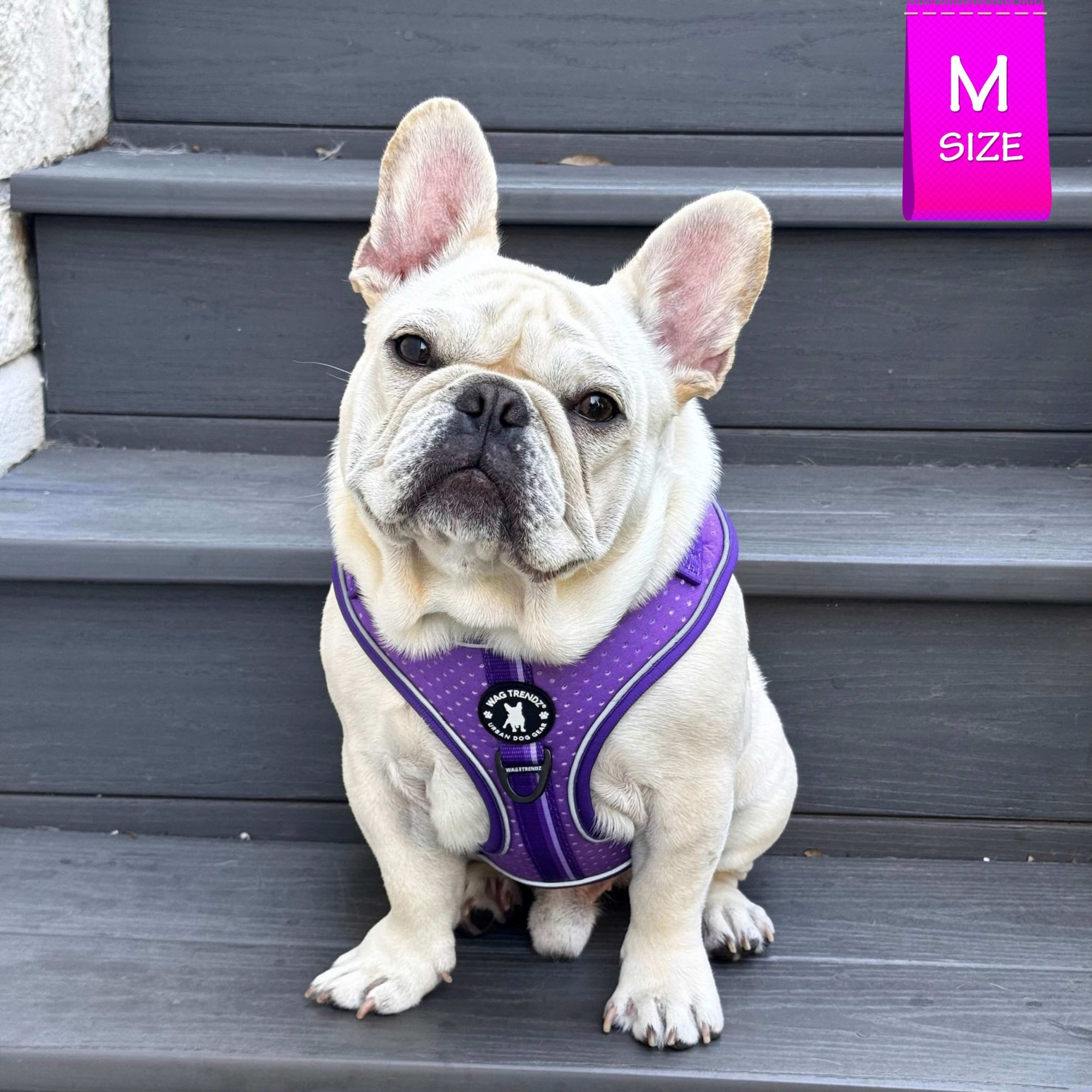NeoCool Sport Dog Harness in Purple - French Bulldog Puppy wearing Dog Harness in purple with a size label on a gray step outdoors