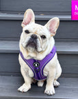 NeoCool Sport Dog Harness in Purple - French Bulldog Puppy wearing Dog Harness in purple with a size label on a gray step outdoors