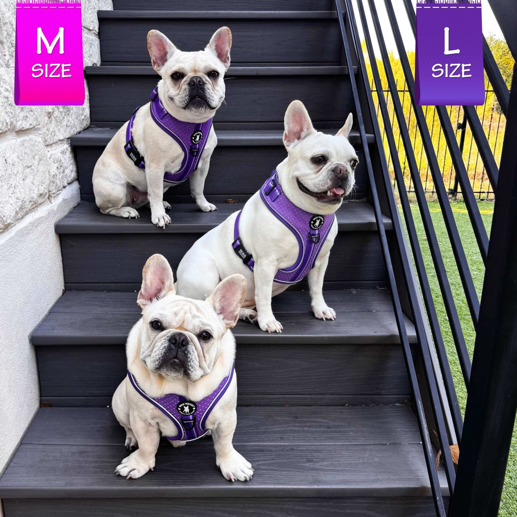 NeoCool Sport Dog Harness in Purple - Three Frenchie Bulldogs wearing matching harnesses on a set of stairs, with size tags above.