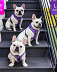 NeoCool Sport Dog Harness in Purple - Three Frenchie Bulldogs wearing matching harnesses on a set of stairs, with size tags above.