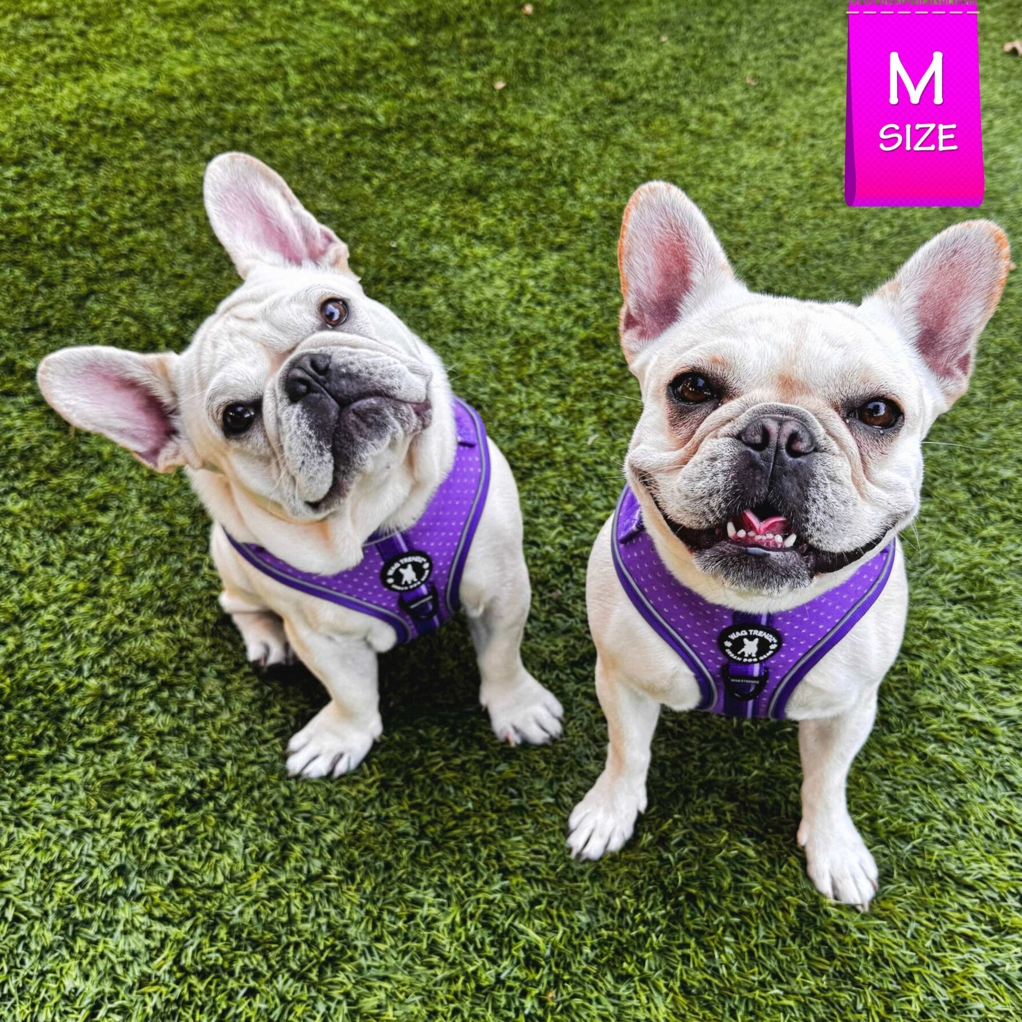 NeoCool Sport Dog Harness in Purple worn by two French Bulldogs with a size label on a grassy background