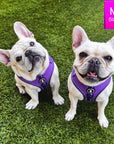 NeoCool Sport Dog Harness in Purple worn by two French Bulldogs with a size label on a grassy background