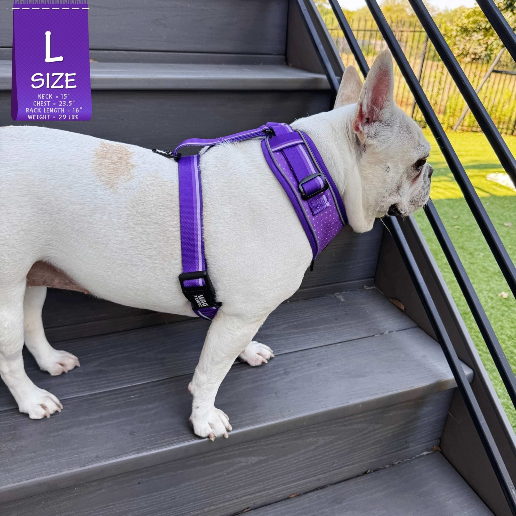 NeoCool Sport Dog Harness in Purple worn by French Bulldog standing on gray stairs with size L label