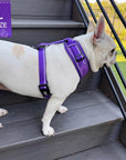 NeoCool Sport Dog Harness in Purple worn by French Bulldog standing on gray stairs with size L label