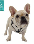 French Bulldog Puppy wearing NeoCool™ Sport No Pull Dog Harness in White with Black accents with a size label on a white background