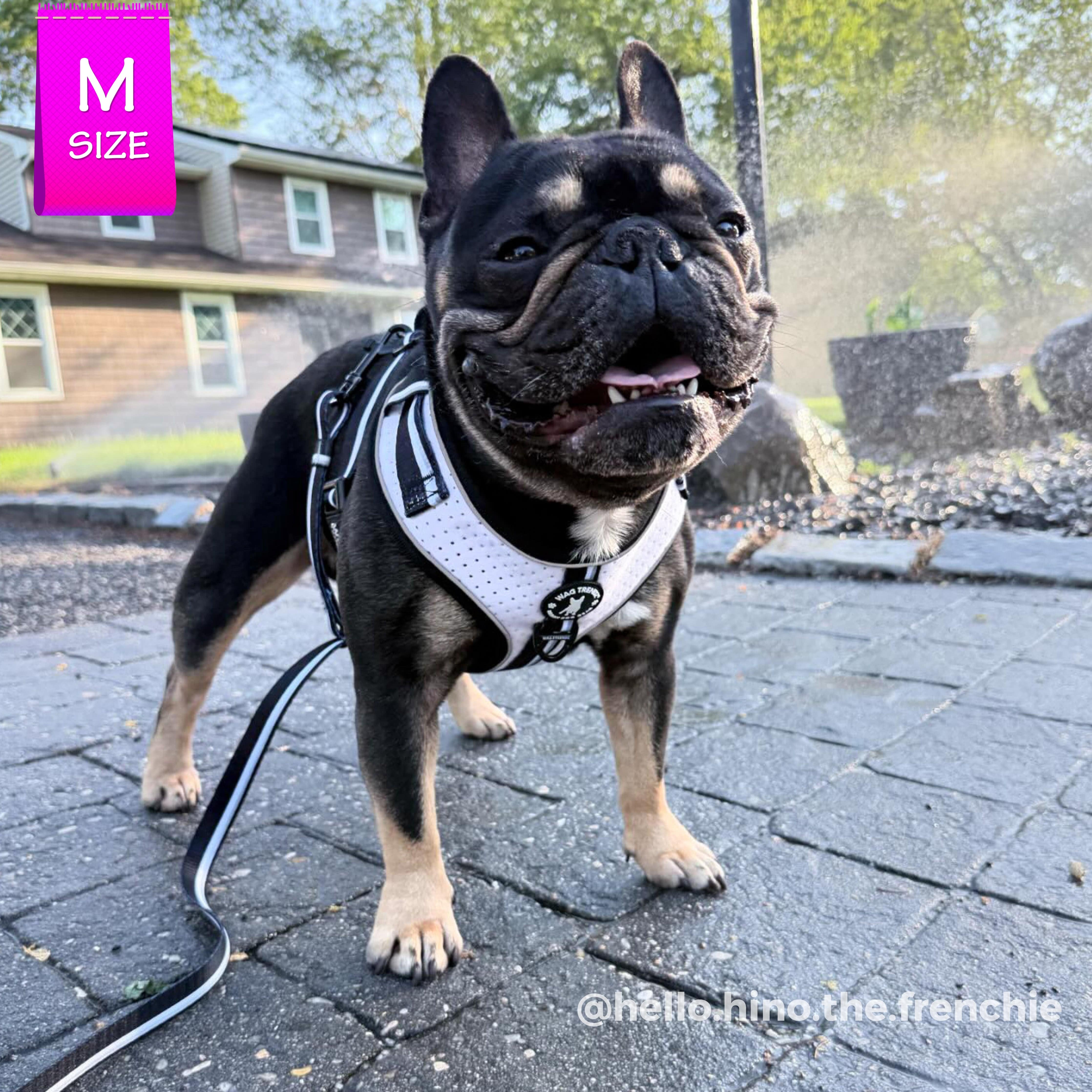 NeoCool™ Sport Dog Harness – Breathable, No-Pull, Patent Pending