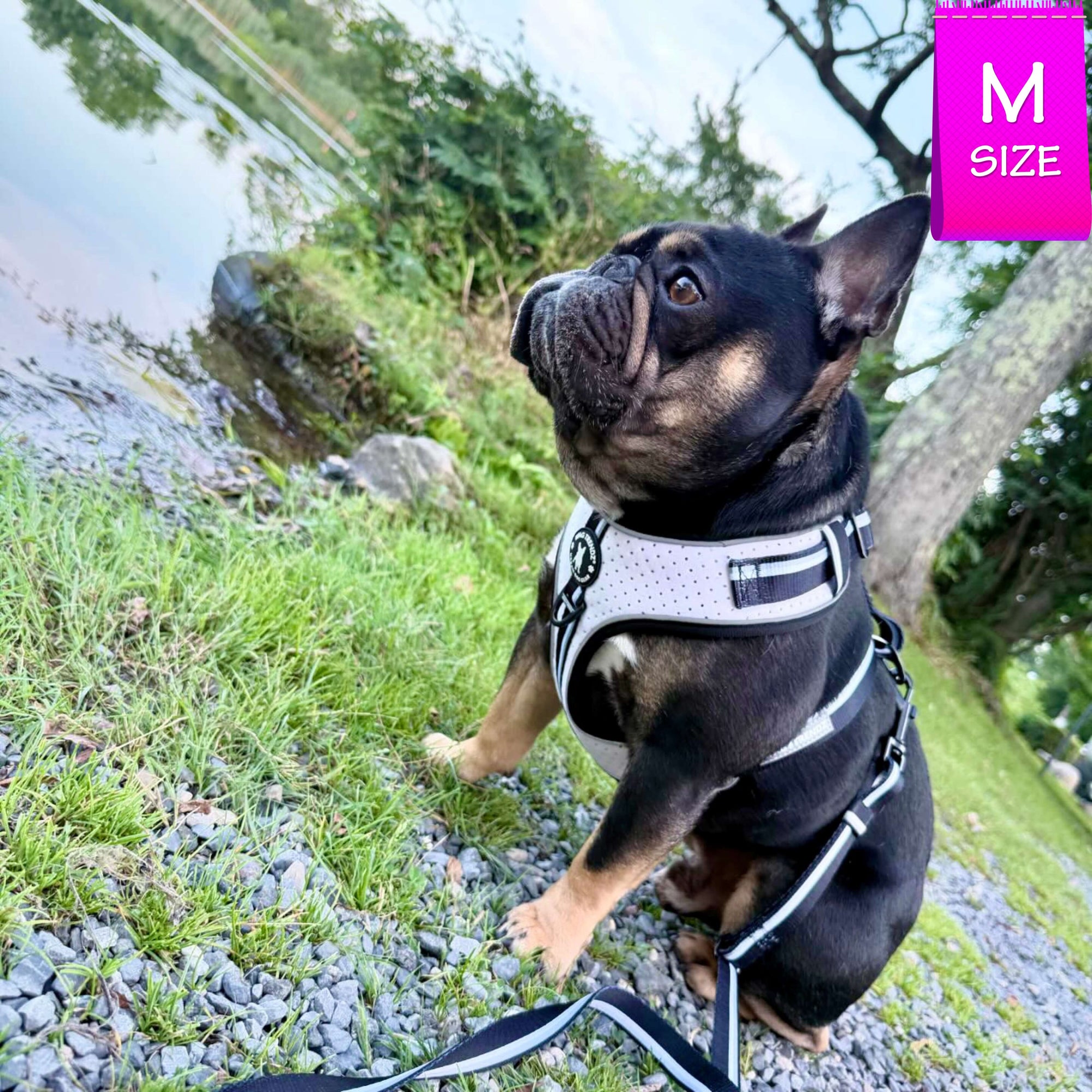 French Bulldog wearing NeoCool™ Sport Dog Harness in White with Black accents outdoors near a body of water
