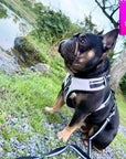French Bulldog wearing NeoCool™ Sport Dog Harness in White with Black accents outdoors near a body of water