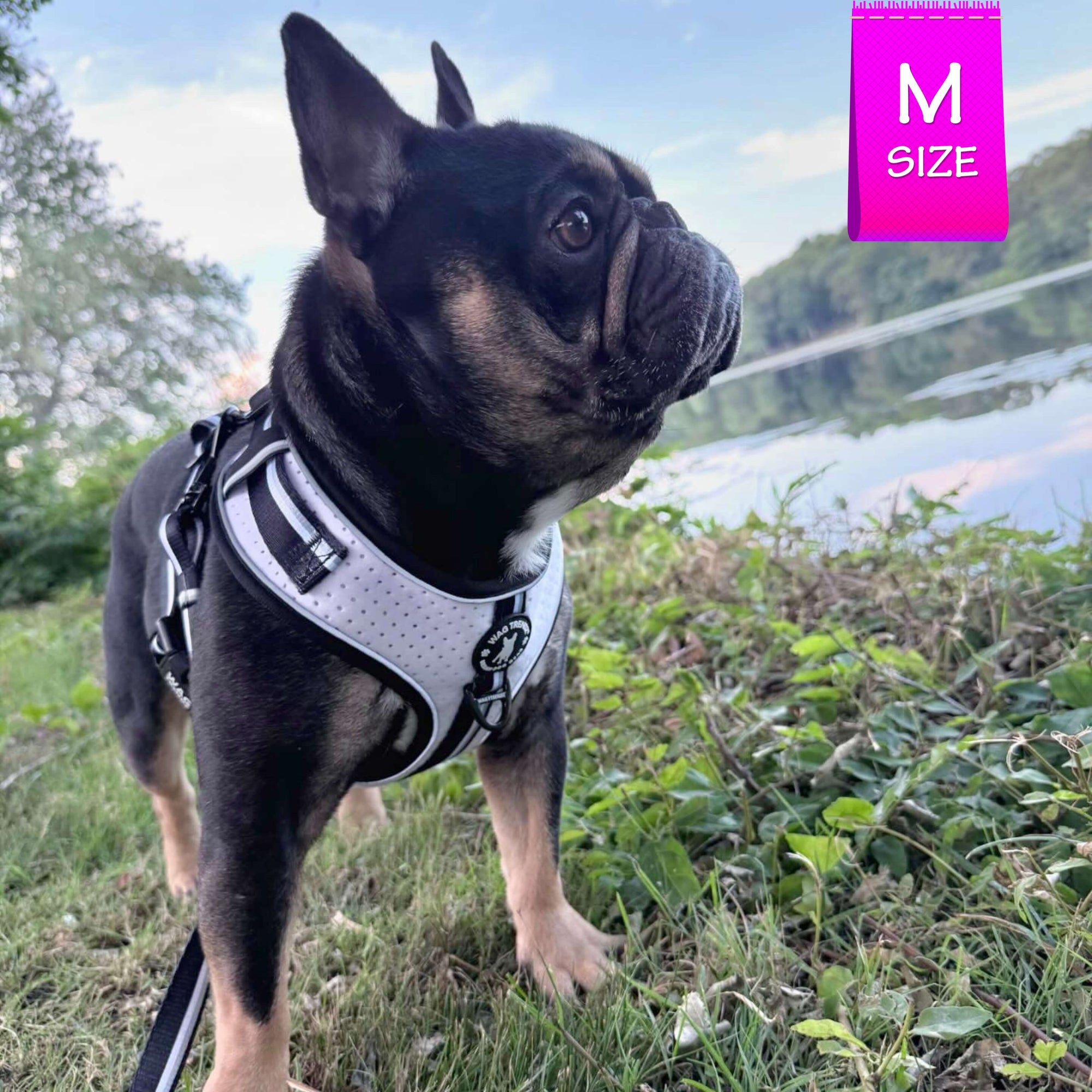 French Bulldog wearing NeoCool™ Sport Dog Harness in White with Black accents in a natural setting with a lake and trees.