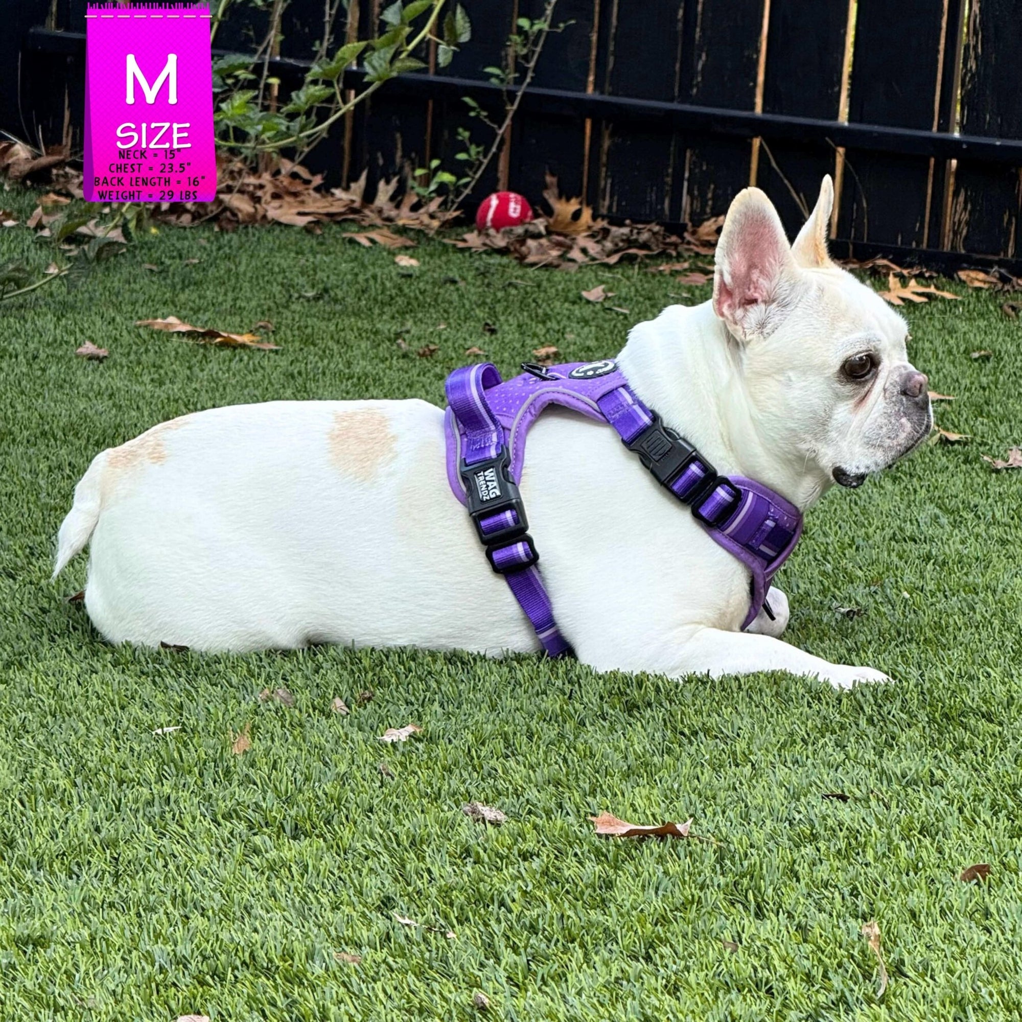 NeoCool™ Sport Dog Harnesses with Handle in purple worn by Frenchie  with medium and light purple accents on grass with a &#39;M&#39; size label in the corner.