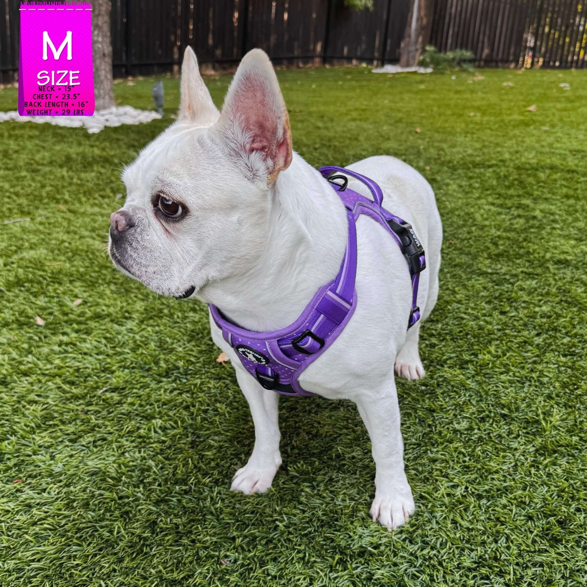 NeoCool™ Sport Dog Harness with Handle in purple worn by French Bulldog with medium and light purple accents on a grassy lawn.