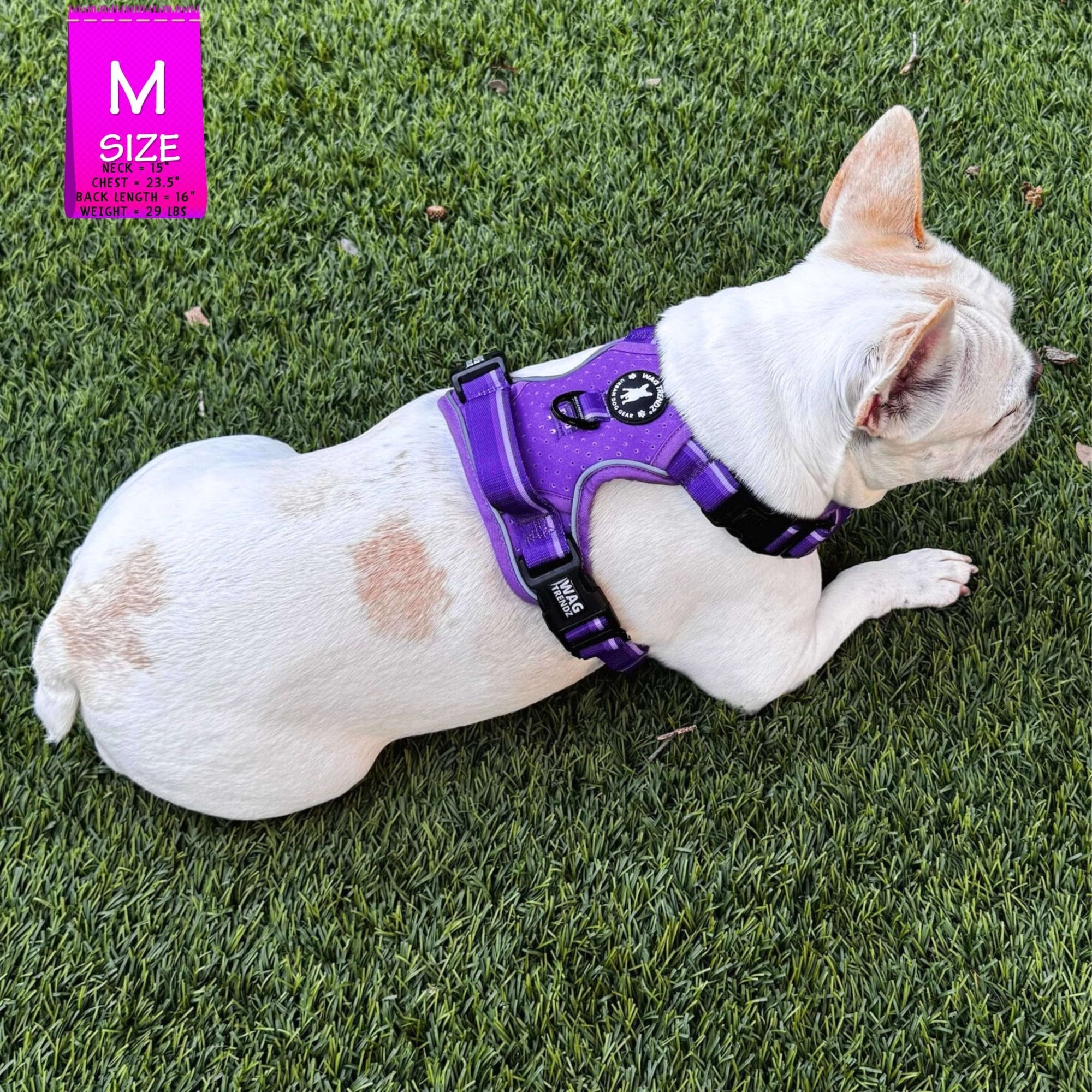 NeoCool™ Sport Dog Harness with Handle in purple worn by French Bulldog with medium and light purple accents on grass with a blurred background