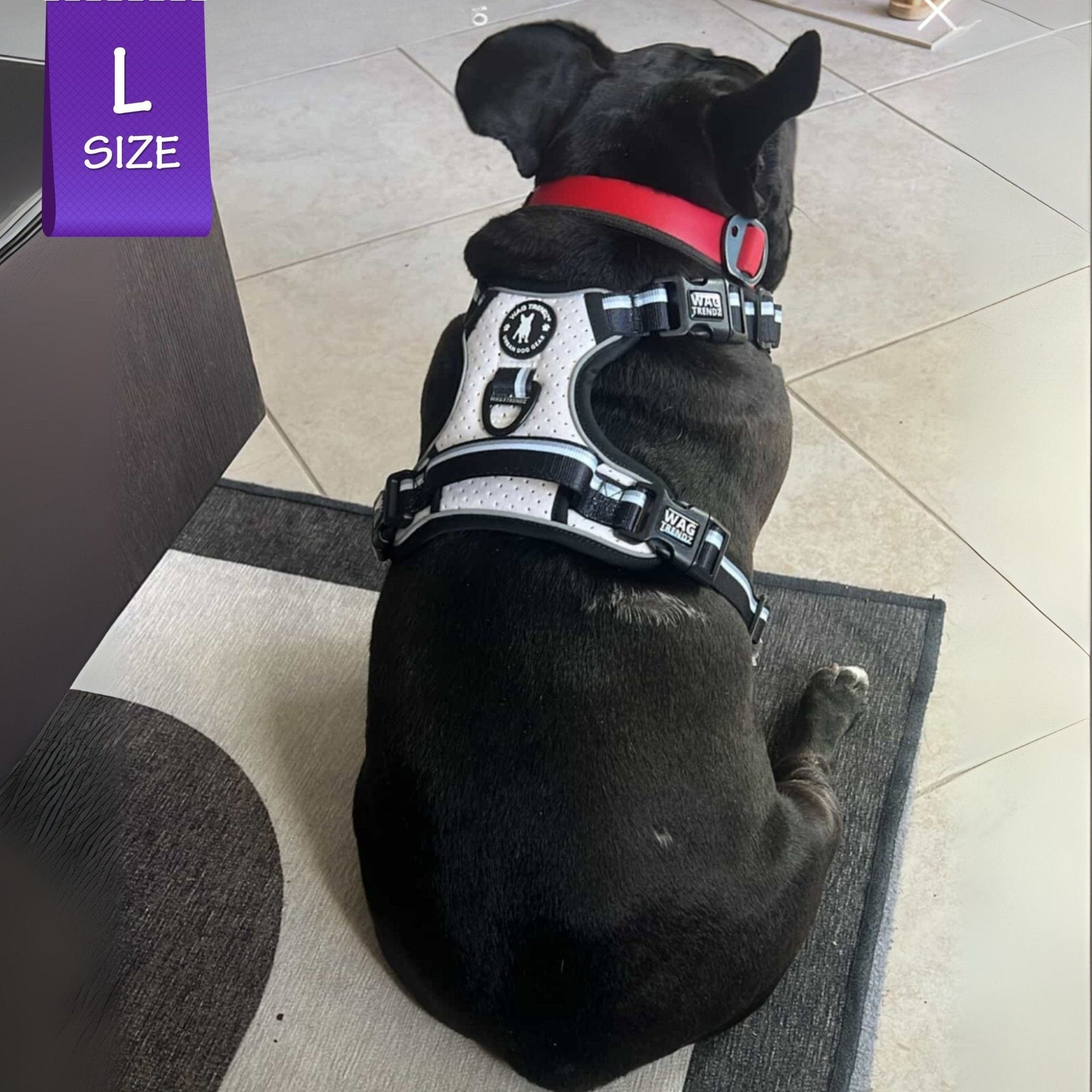 Black French Bulldog wearing a NeoCool™ Sport Dog Harness With Handle in white with black and gray accents on a tiled floor with a &#39;L Size&#39; label.