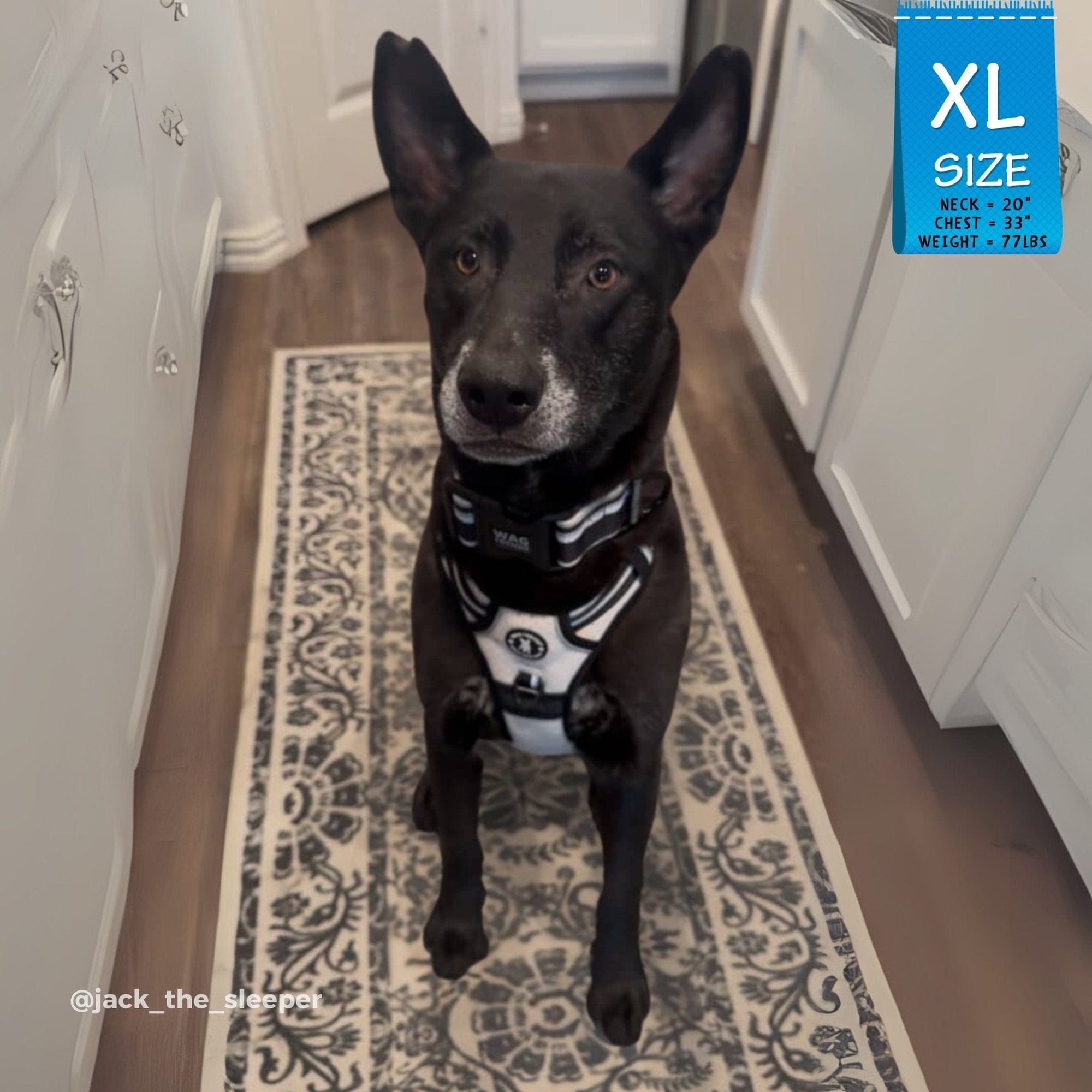 Large dog wearing a NeoCool™ Sport Dog Harness With Handle in white with black and gray accents with matching reflective dog collar sitting on a patterned rug in a home setting with an &#39;XL Size&#39; label in the corner.