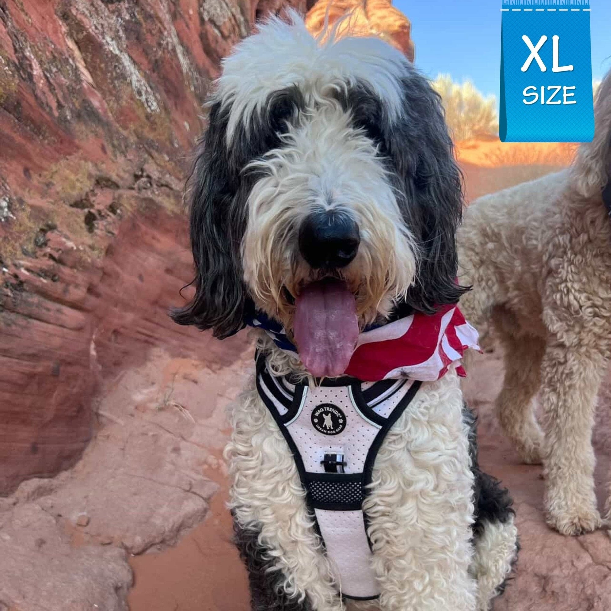 Large Dog wearing a NeoCool™ Sport Dog Harness With Handle in white with black and gray accents with a scenic background