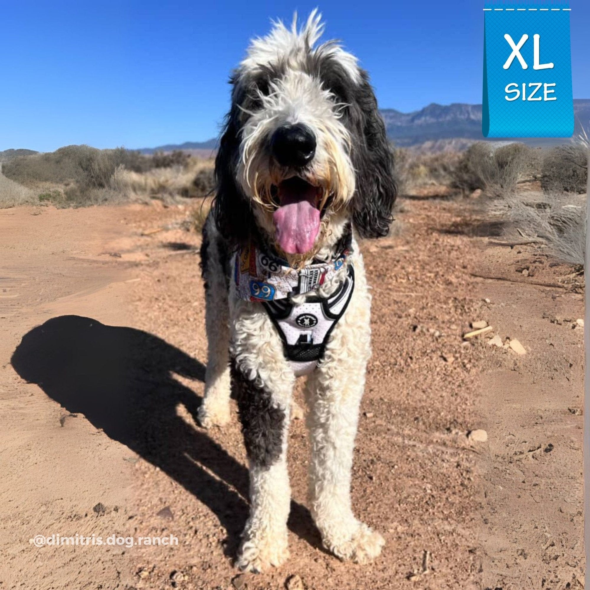 Large Dog wearing NeoCool™ Sport Dog Harness With Handle in white with black and gray accents standing on a dirt path with mountains in the background.