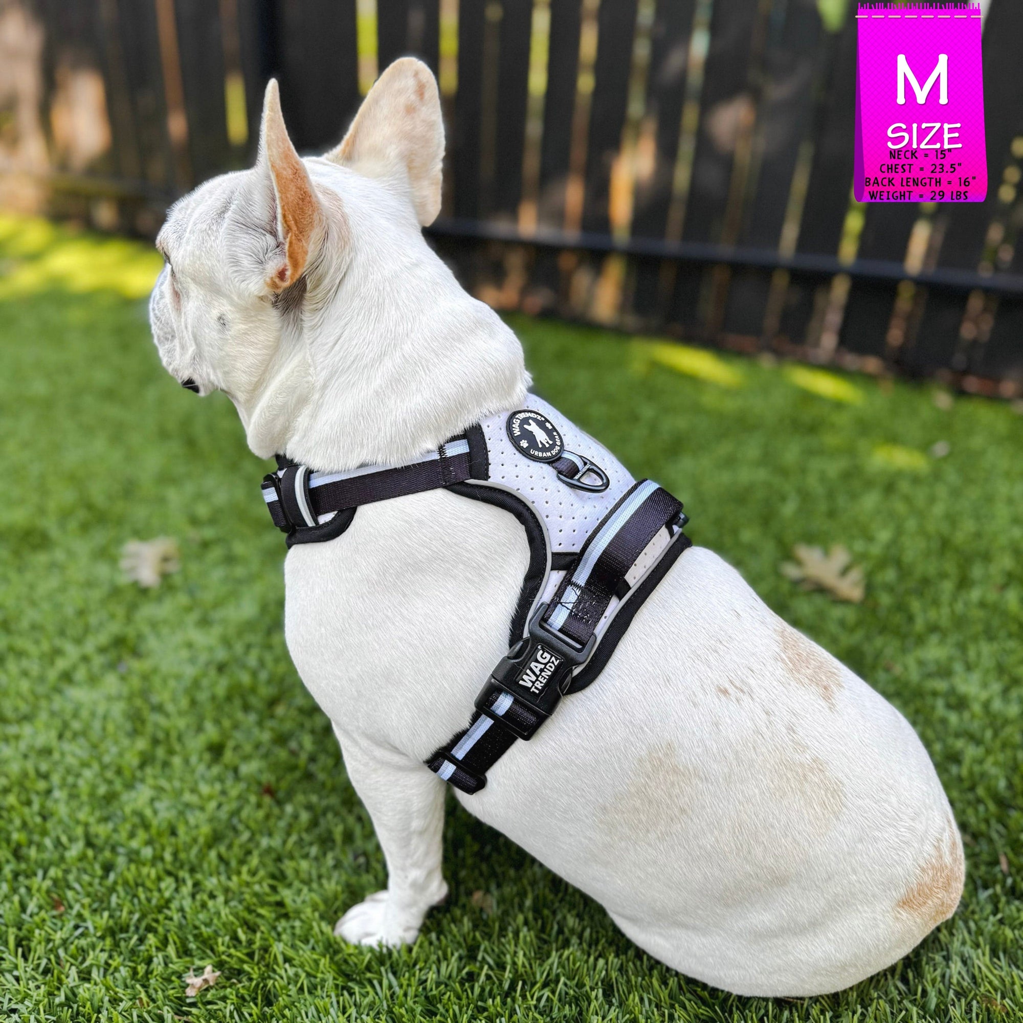 French Bulldog wearing a NeoCool™ Sport Dog Harness With Handle in white with black and gray accents on grass with a &#39;M&#39; size label in the corner.