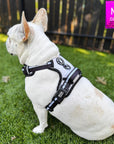 French Bulldog wearing a NeoCool™ Sport Dog Harness With Handle in white with black and gray accents on grass with a 'M' size label in the corner.