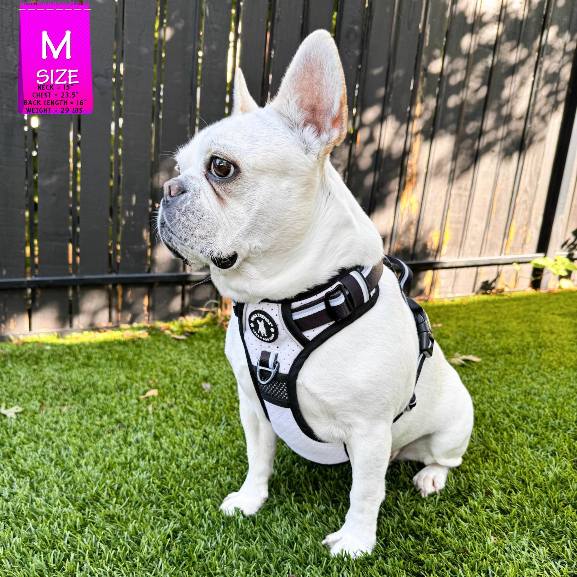 French Bulldog wearing a NeoCool™ Sport Dog Harness With Handle in white with black and gray accents on grass with a &#39;M&quot; size label in the corner.