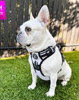 French Bulldog wearing a NeoCool™ Sport Dog Harness With Handle in white with black and gray accents on grass with a 'M" size label in the corner.