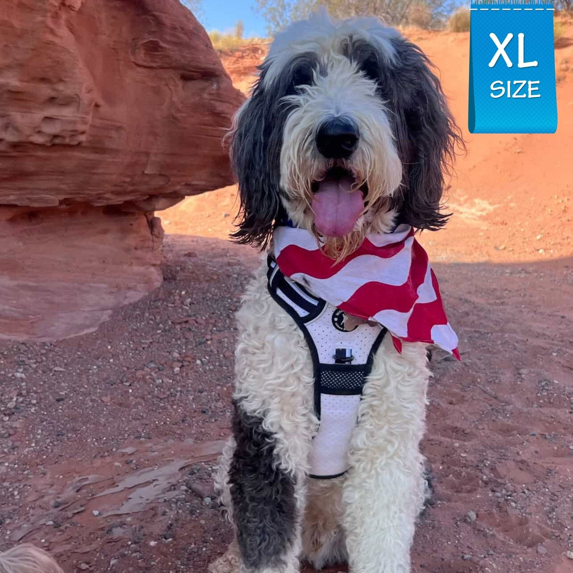 Large Dog wearing a NeoCool™ Sport Dog Harness With Handle in white and black with red and white bandana in a desert setting, XL size label visible.