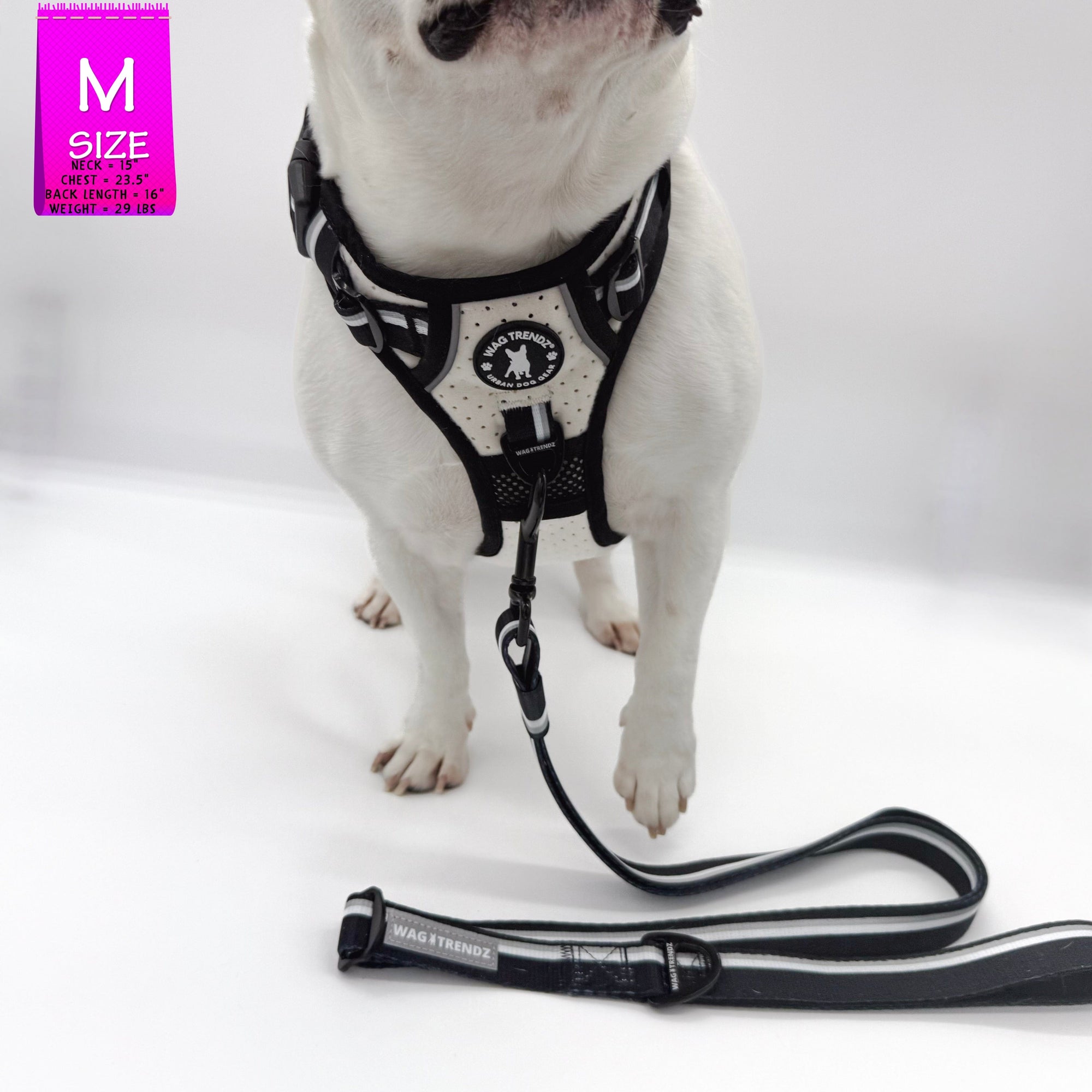 French Bulldog wearing a NeoCool™ Sport Dog Harness With Handle with matching leash on a white background with a &#39;M&#39; size label in the corner.