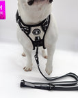 French Bulldog wearing a NeoCool™ Sport Dog Harness With Handle with matching leash on a white background with a 'M' size label in the corner.