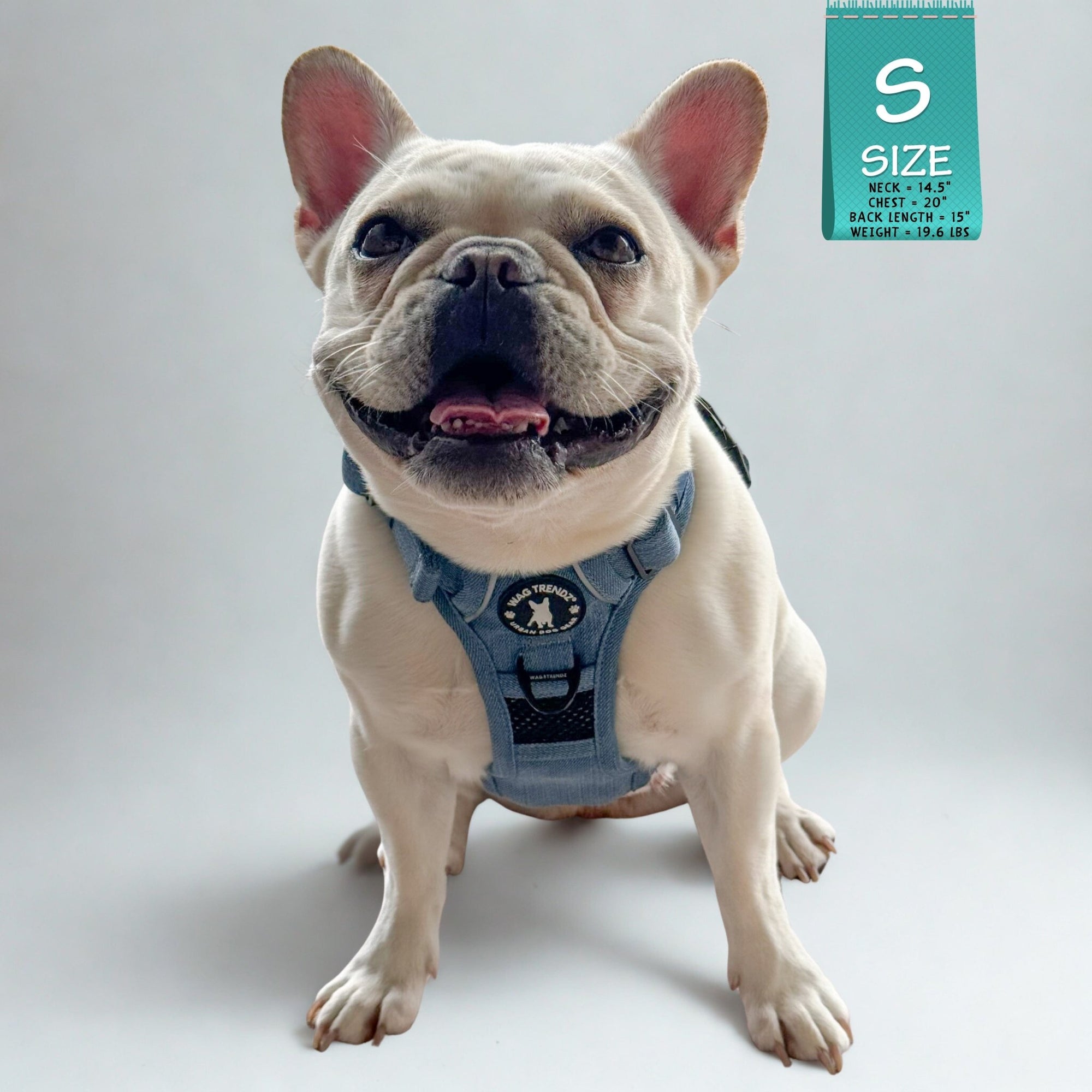 No Pull Dog Harness and Least Set - Downtown Denim on French Bulldog - sitting white background - Wag Trendz