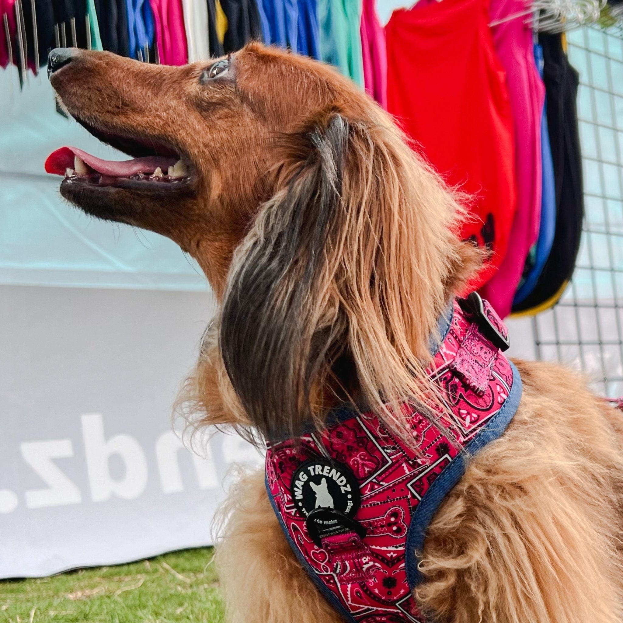No Pull Dog Harness - Bandana Boujee - Hot Pink | Wag Trendz®
