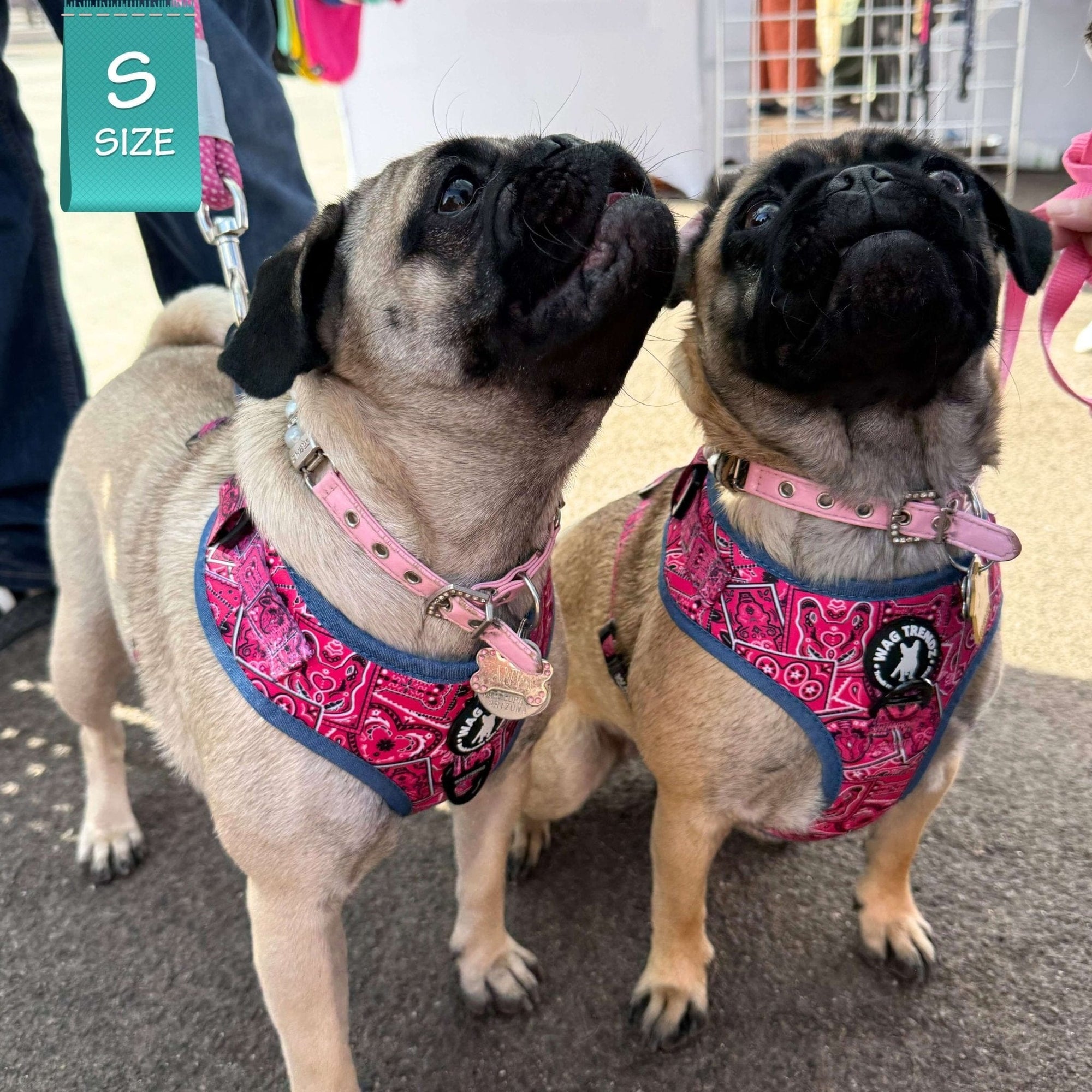 Bark Appeal Llnew Xs Netted Ez Wrap Harness44 Lavender Extra | Desertcart Islands Bark Appeal Llnew Xs Netted Ez Wrap Harness44 Lavender Extra | Desertcart Islands