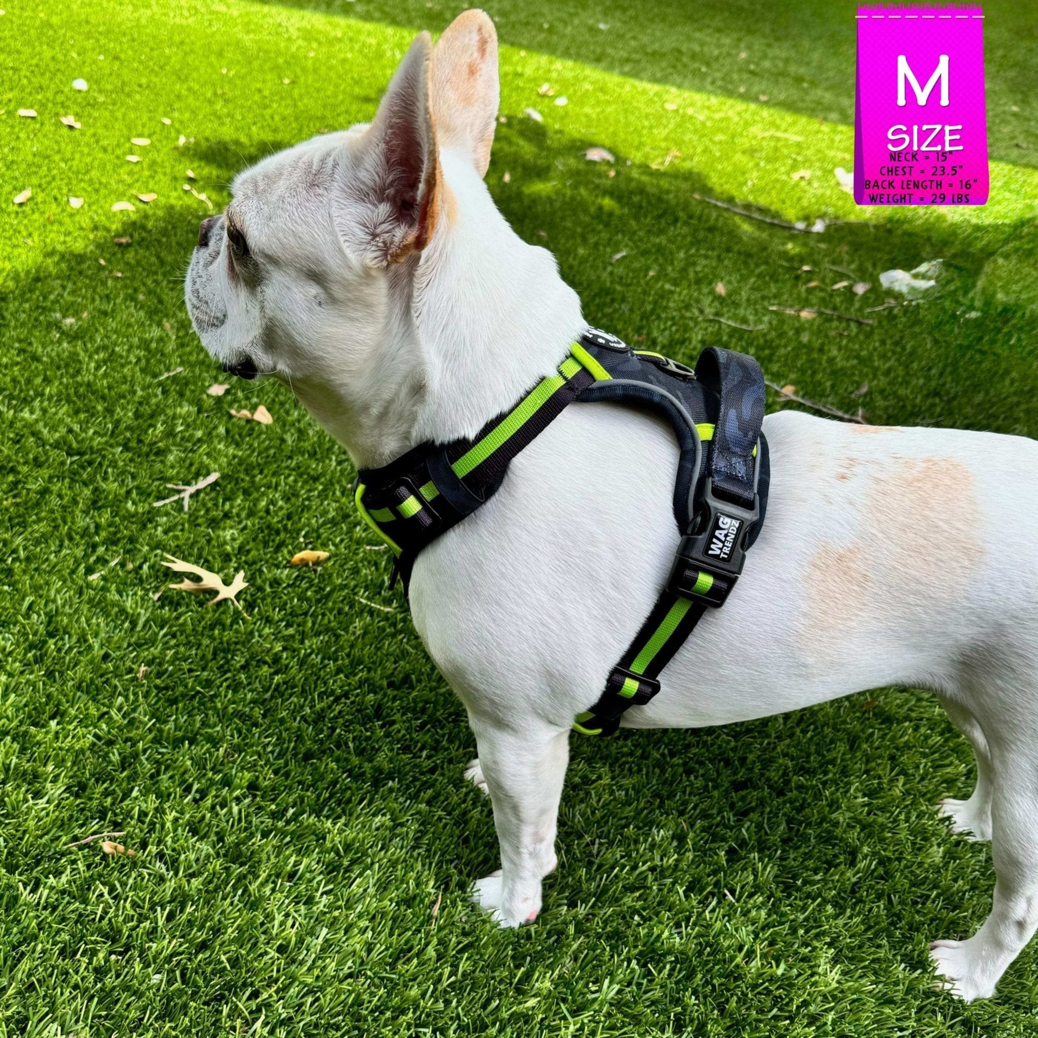 French Bulldog Julius K9 Halti Cheap No Pull Chest Harness For
