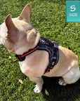 French Bulldog wearing a no pull dog harness on grass with a small size label in the corner.