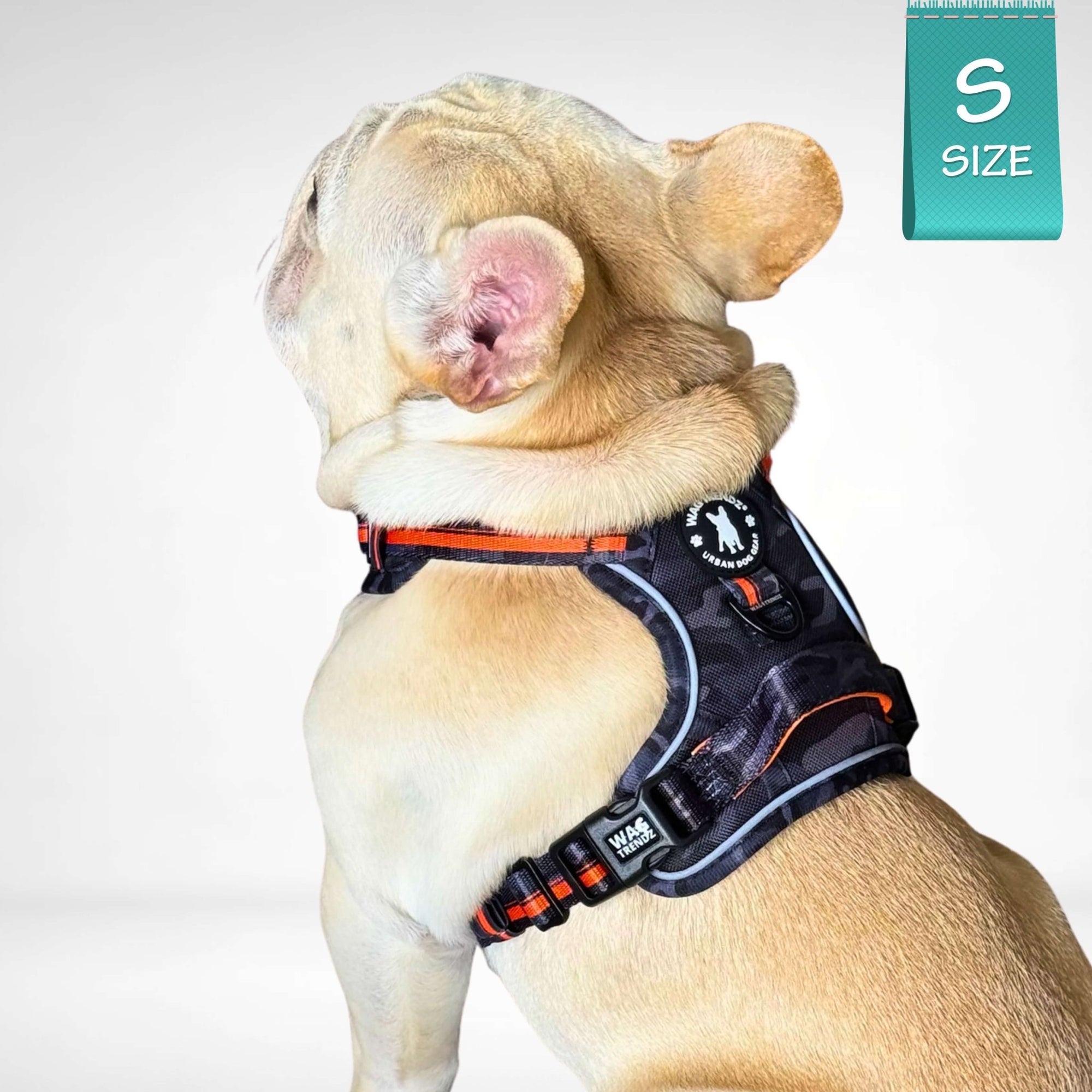 French Bulldog wearing a black &amp; gray camo dog harness with orange accents on a white background and a Small size sticker in corner