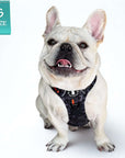 French Bulldog wearing a no pull dog harness in camo orange on a white background with 'S Size' label.