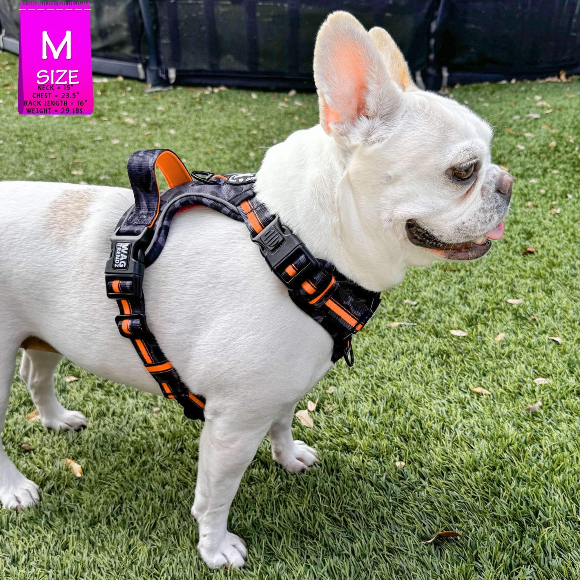 Frenchie Bulldog wearing a black and  gray camo no pull dog harness  on grass, with a 'M Size' label in the corner.