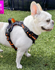 Frenchie Bulldog wearing a black and  gray camo no pull dog harness  on grass, with a 'M Size' label in the corner.