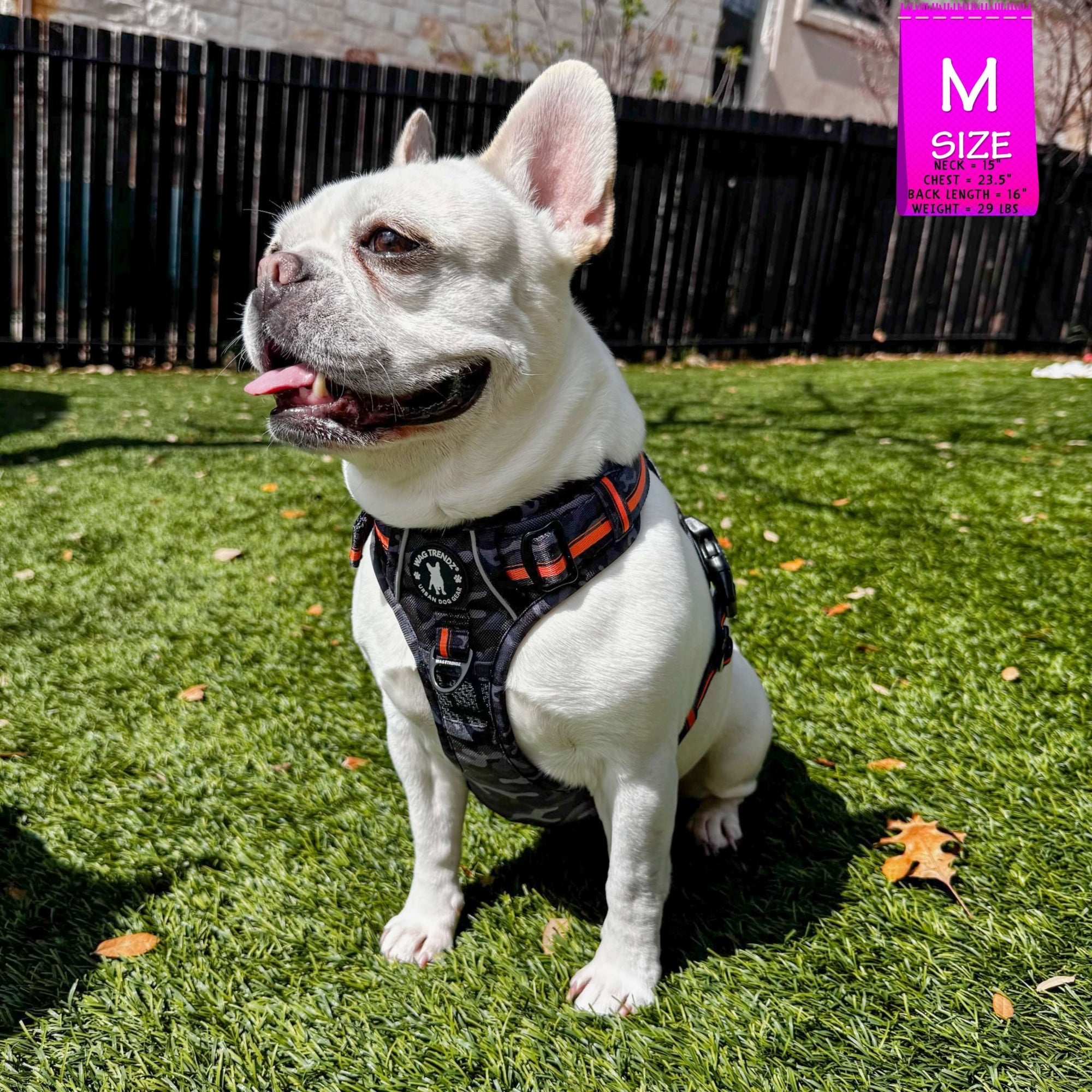 Frenchie Bulldog  wearing a no pull dog harness in camo with orange  accents on grass with a pink size label in the corner.