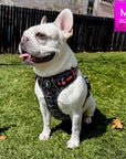 Frenchie Bulldog  wearing a no pull dog harness in camo with orange  accents on grass with a pink size label in the corner.