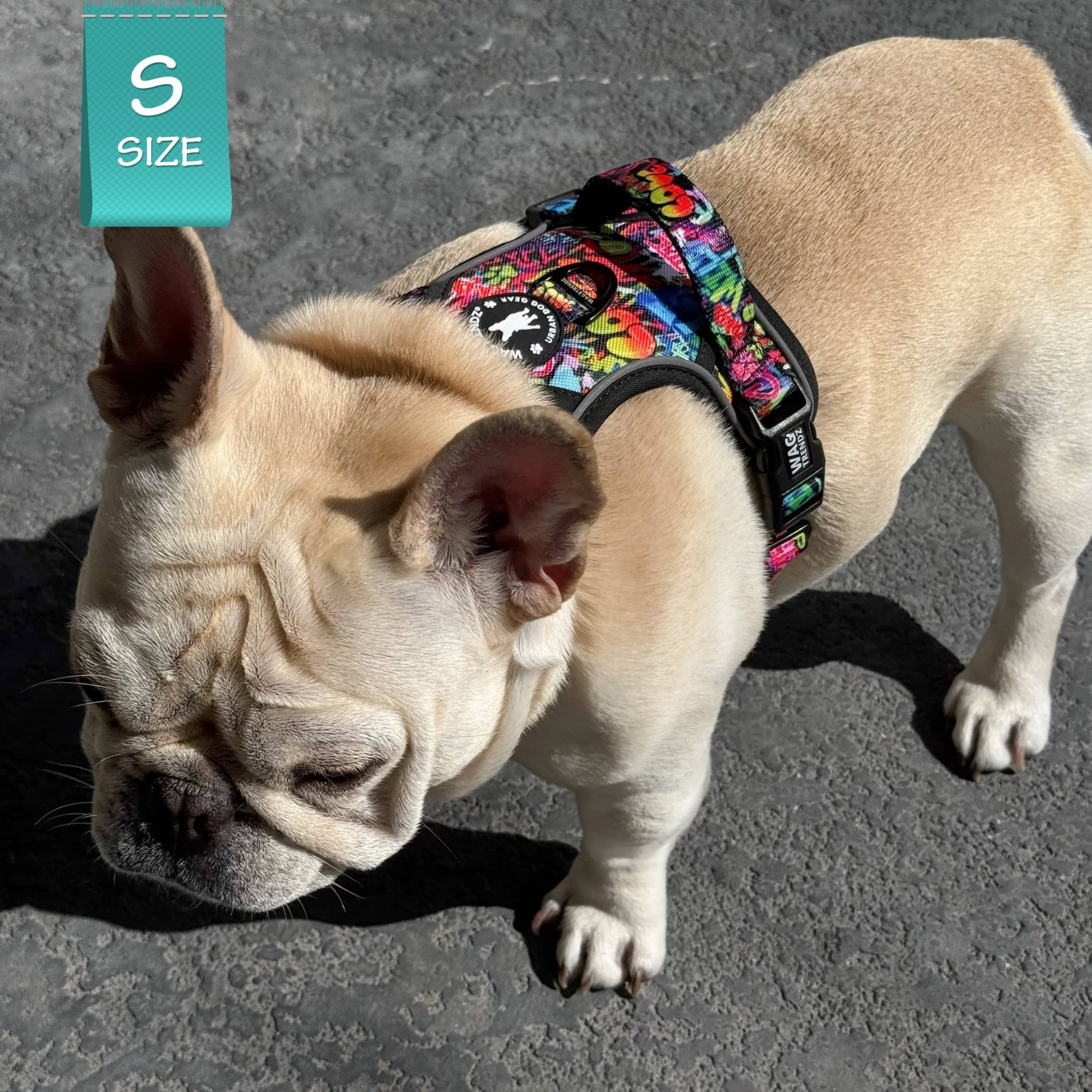 No Pull Dog Harness - with handle - French Bulldog wearing a small multi colored Street Graffiti no pull dog harness with matching leash and poop bag holder attached - sitting on sidewalk- Wag Trendz