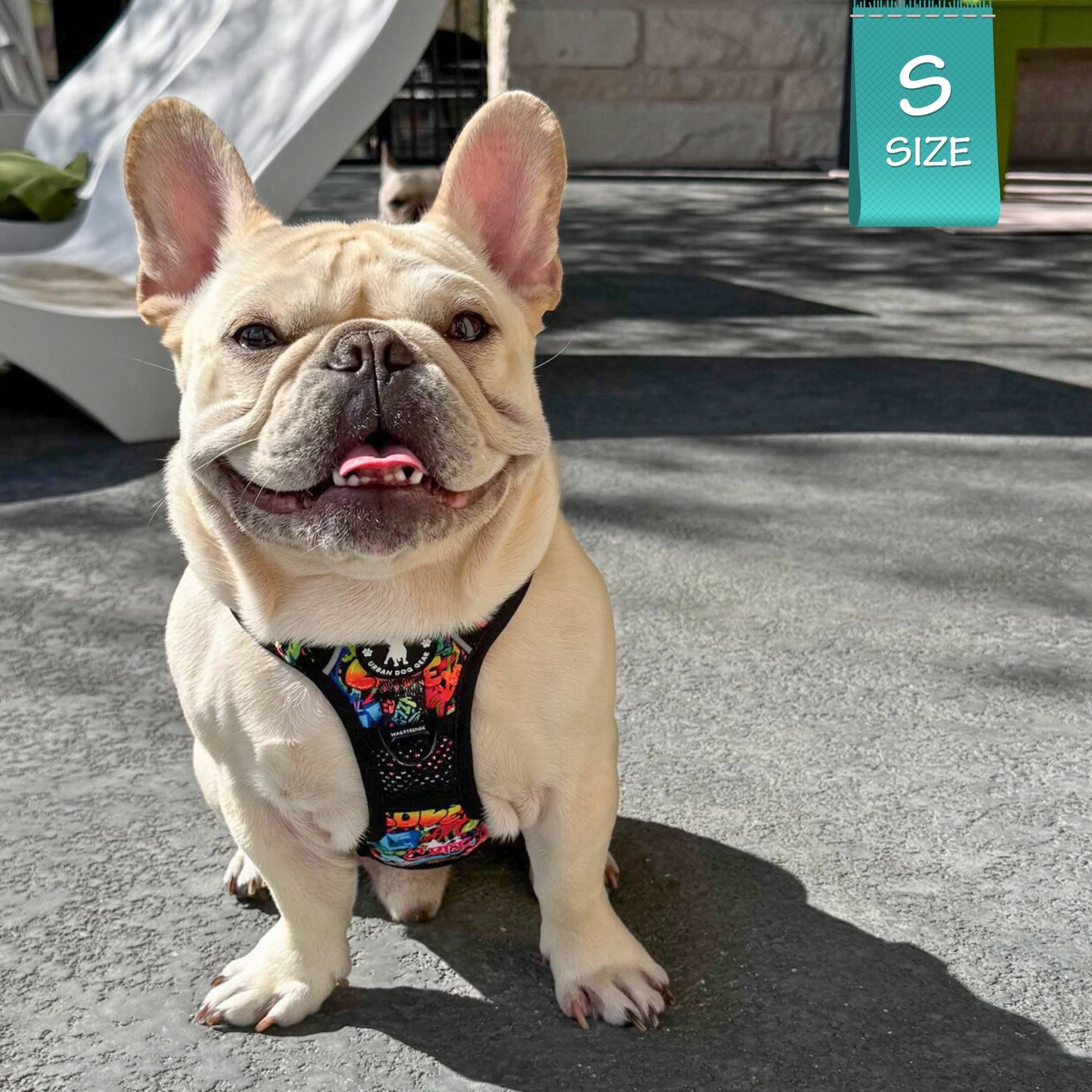 No Pull Dog Harness - with Handle - French Bulldog wearing multi colored Street Graffiti no pull dog harness - outside on sidewalk - Wag Trendz