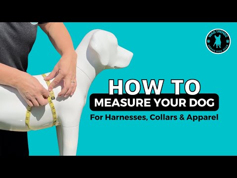 Dog Harness and Leash Set - How To Measure Video- Wag Trendz