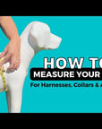 How To Measure Dog For A  Collar Video- Wag Trendz