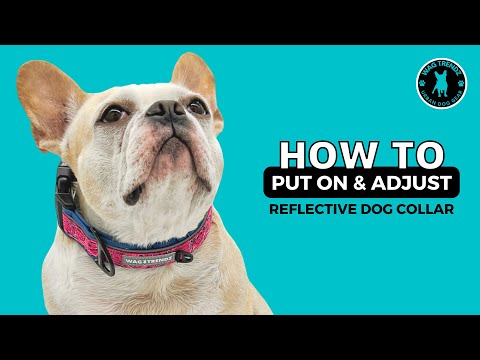 Video on how to put on and adjust reflective dog collar