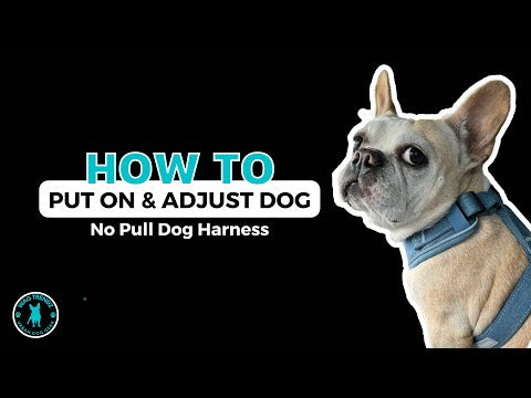Denim Dog Harness - Reflective and No Pull - How To Put On A Dog Harness and Adjust - Wag Trendz